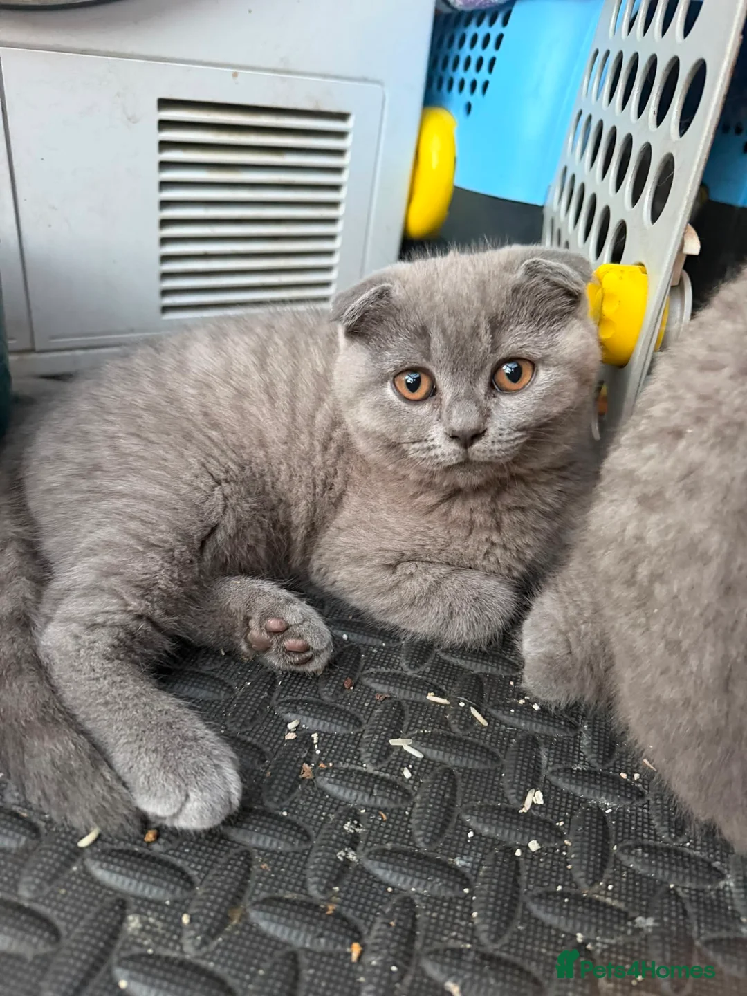 Scottish Fold cats for sale: Scottish Fold Kitten  in Barnsley - Advert 2