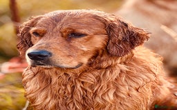 Golden Retriever dogs for sale: Golden retriever puppy’s  - Image 10