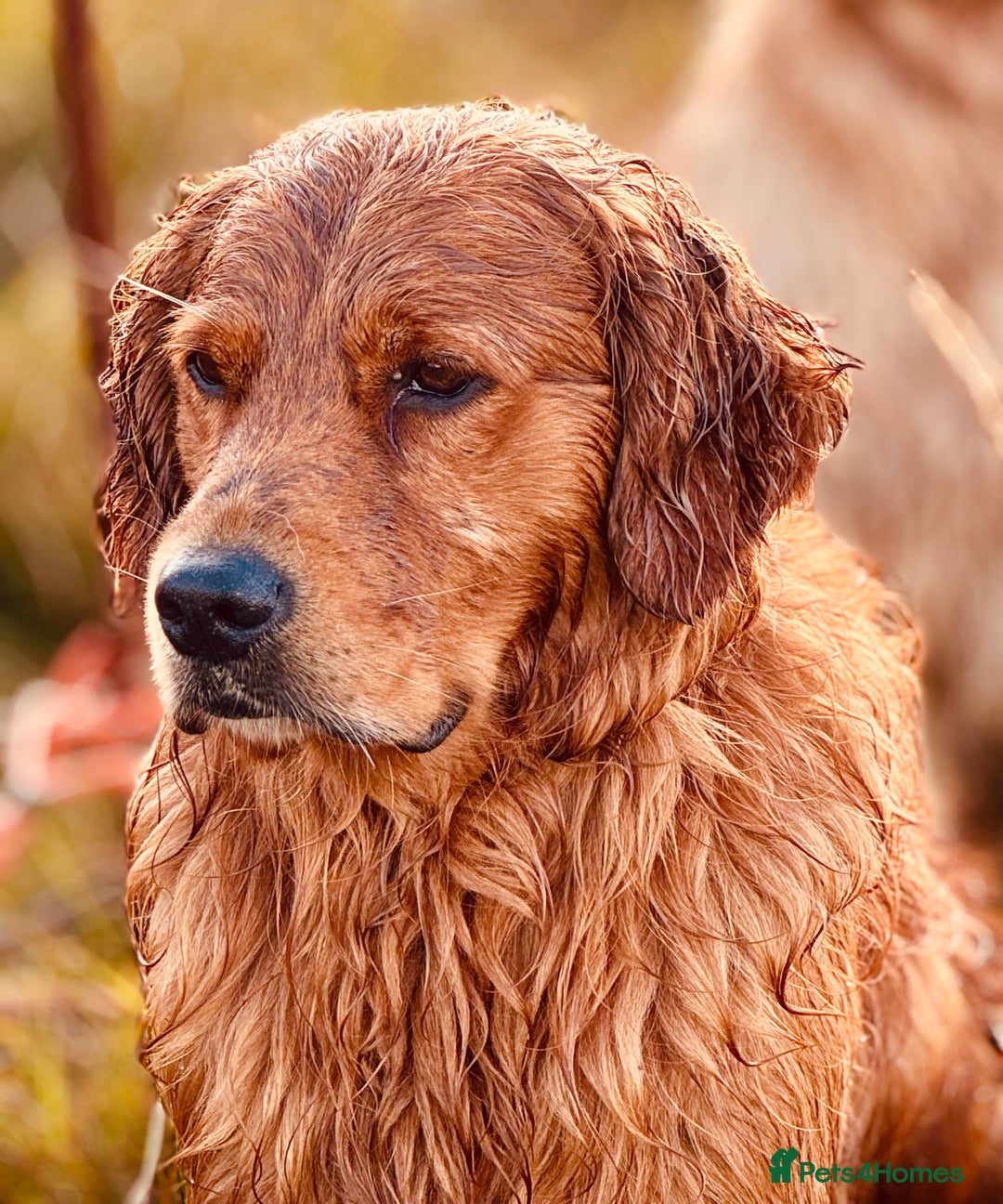 Golden Retriever dogs for sale: Golden retriever puppy’s  - Image 10