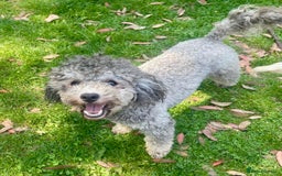 Toy Poodle dogs for sale: Silver Phantom Boy - Image 5