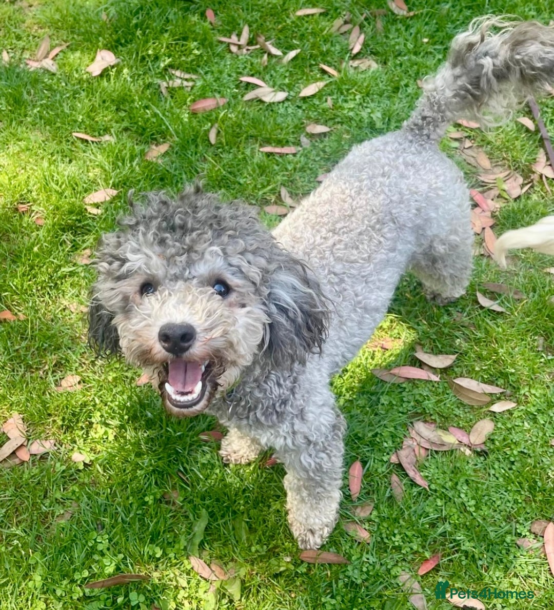 Toy Poodle dogs for sale: Silver Phantom Boy - Image 5