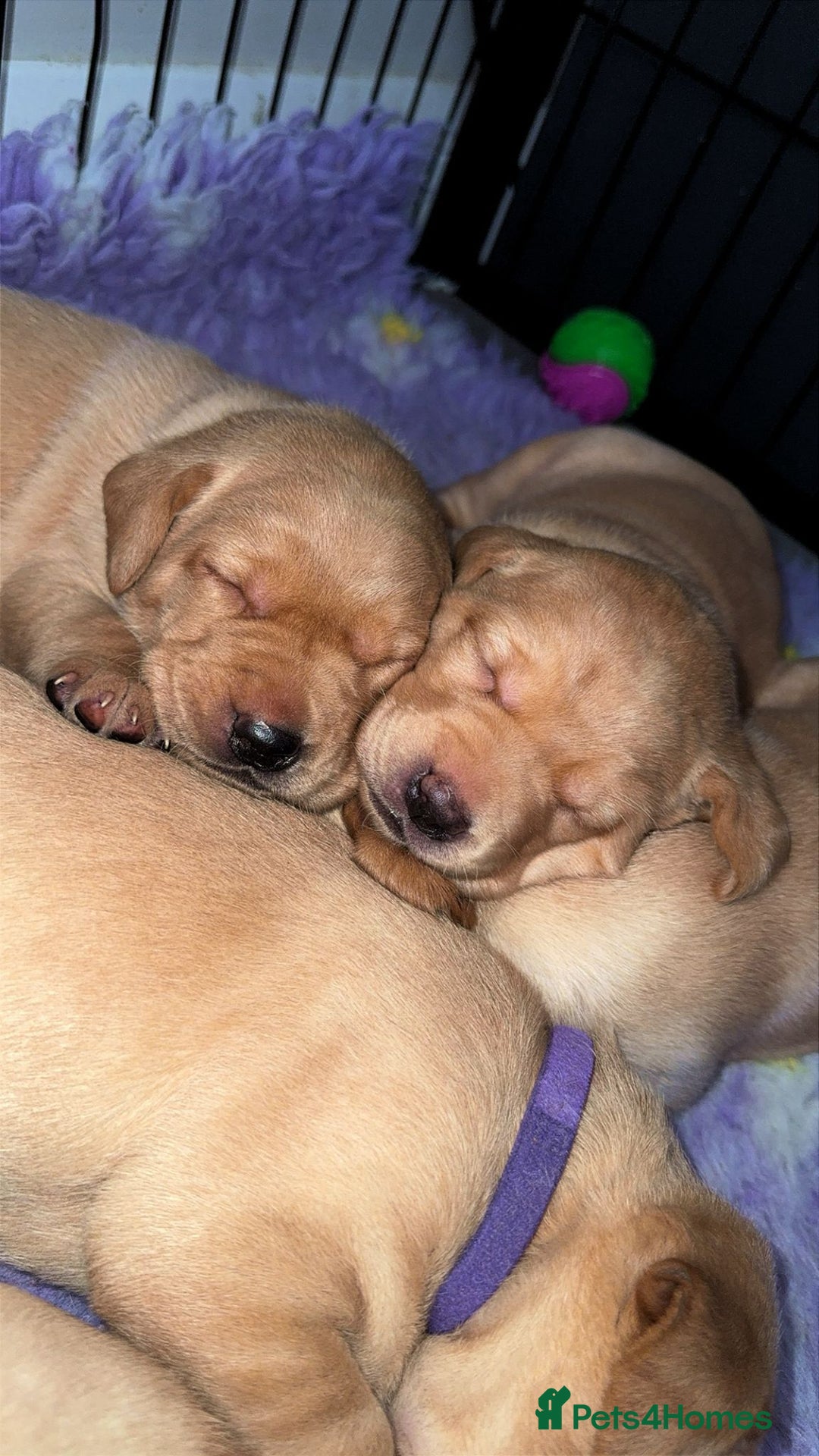 Labrador Retriever dogs for sale: KC Labrador puppies yellow / Red  - Advert 14