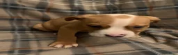 Mixed Breed dogs for sale: Large mix dog breed  in Edinburgh - Advert 5