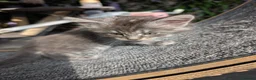 Maine Coon cats for sale: Stunning Maine Coon Kittens in Hastings - Advert 7