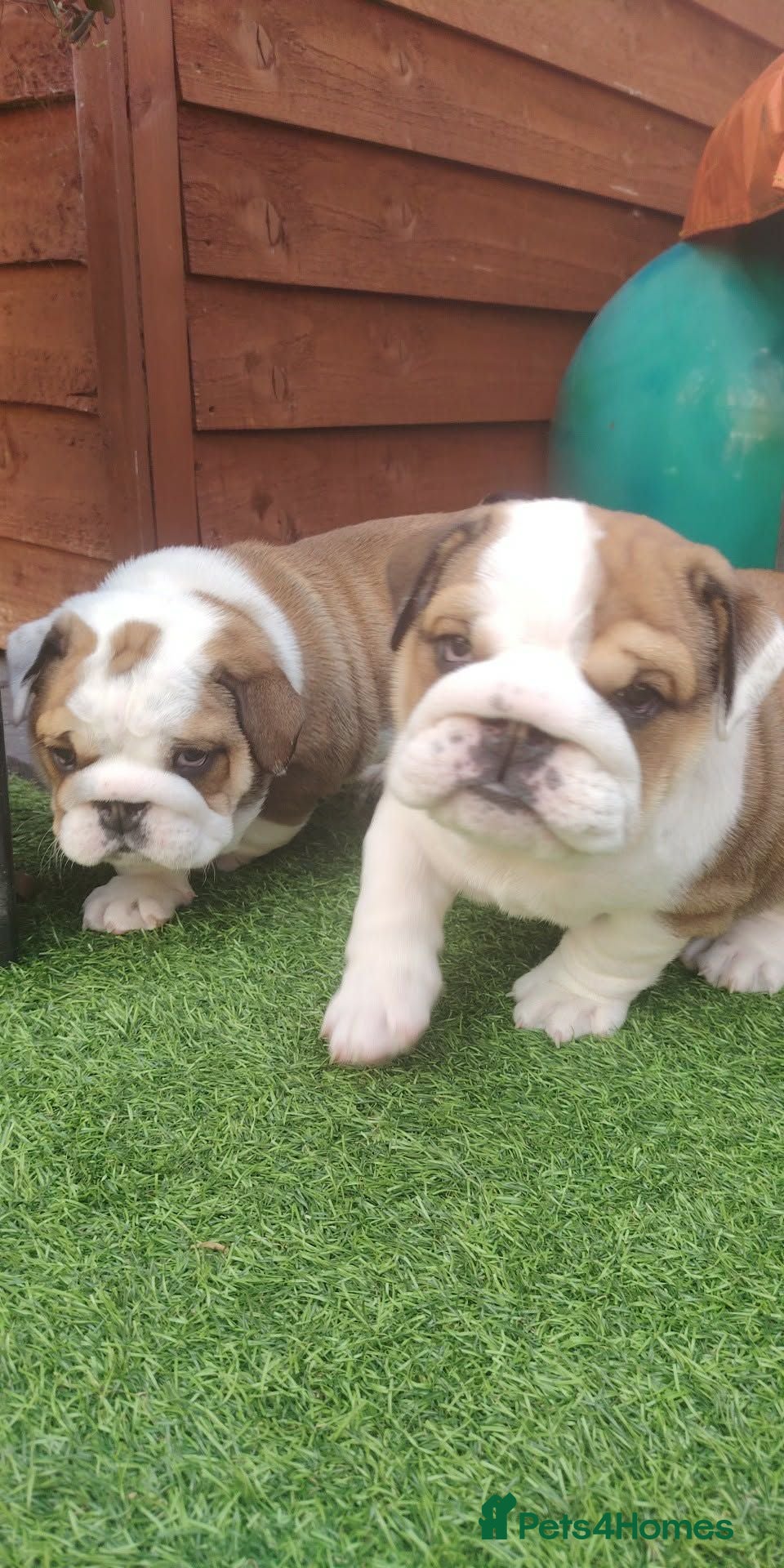 English Bulldog dogs 2🐶KC❗️registered English bulldog puppies✨️🔥 - Advert 3