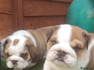 English Bulldog dogs 2🐶KC❗️registered English bulldog puppies✨️🔥 - Advert 3