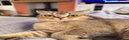 British Shorthair cats for sale: Golden British Shorthair for sale in Kettering - Advert 4