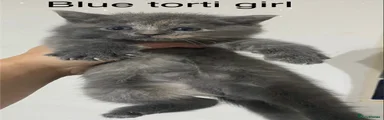 Blue torti girl 