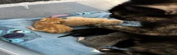 Mixed Breed cats for sale: ‼️READY NOW‼️ - Advert 2