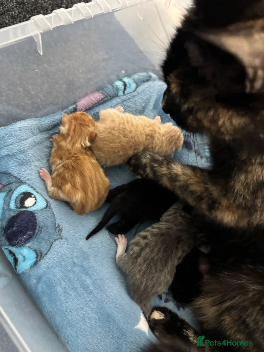 Mixed Breed cats for sale: ‼️READY NOW‼️ - Advert 2