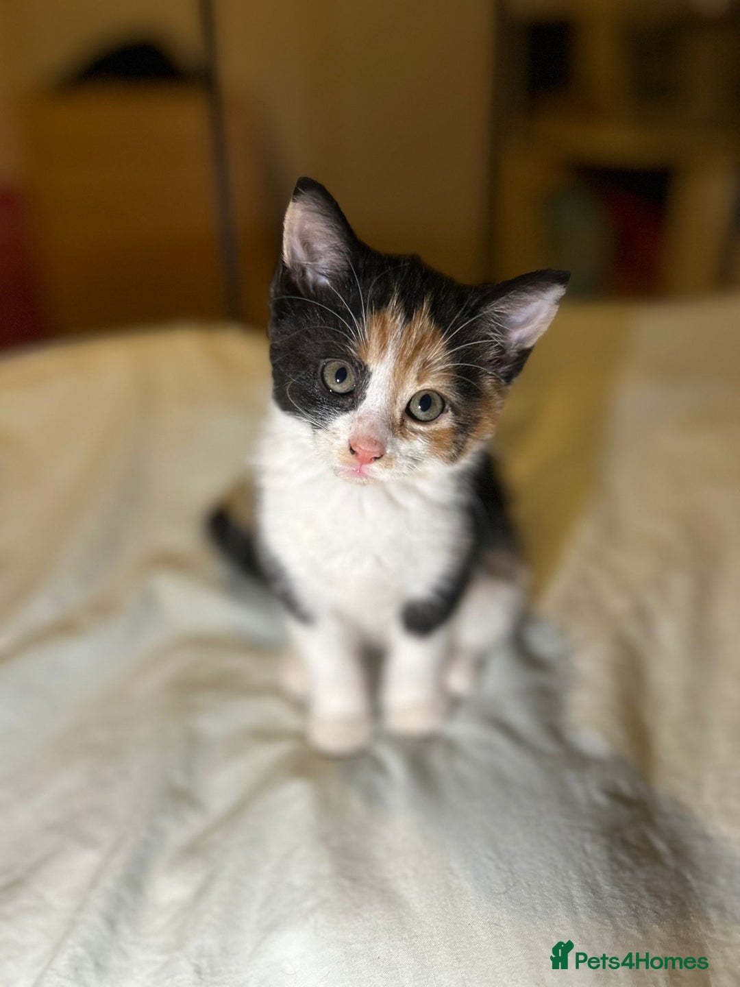 Mixed Breed cats for sale: Gorgeous fluffy kittens  - Advert 4