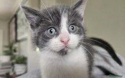 Mixed Breed cats for sale: Female Russian blue and British shorthair mix  - Image 15