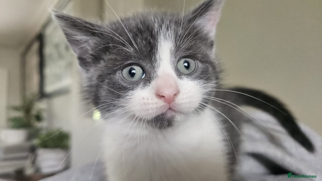 Mixed Breed cats for sale: Female Russian blue and British shorthair mix  - Image 15