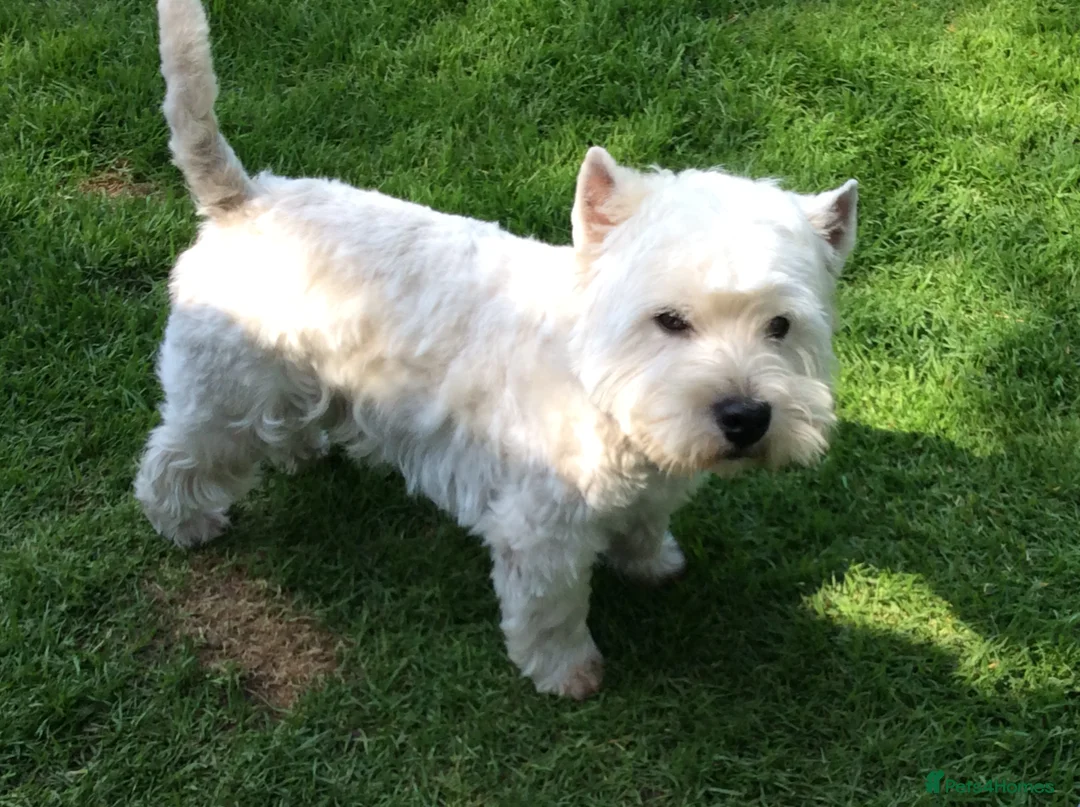 West Highland Terrier dogs for stud: Quality proven stud dogs in Doncaster - Advert 9
