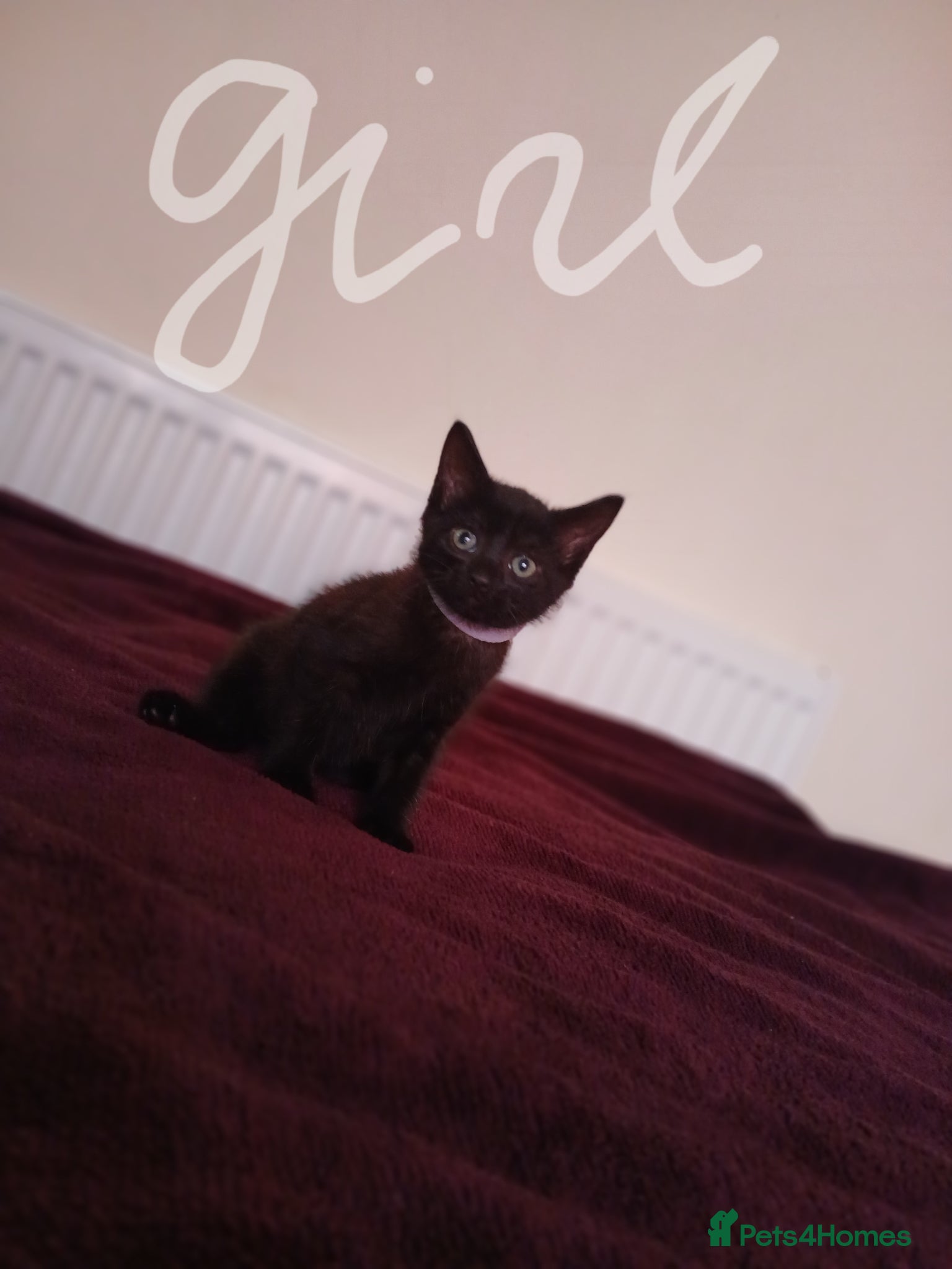 Mixed Breed cats Only 1 girl left ‼️😍 Ready now‼️ - Advert 13