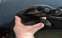 Patterdale Terrier dogs for sale: PATTERDALE PUPS FOR SALE (Nutall lines) - Image 17