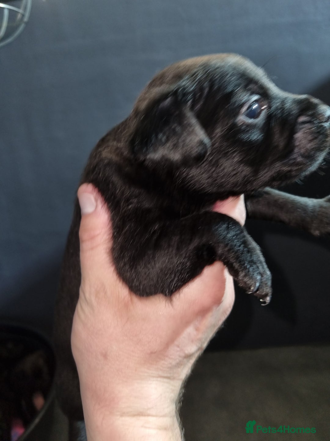 Patterdale Terrier dogs for sale: PATTERDALE PUPS FOR SALE (Nutall lines) - Image 17