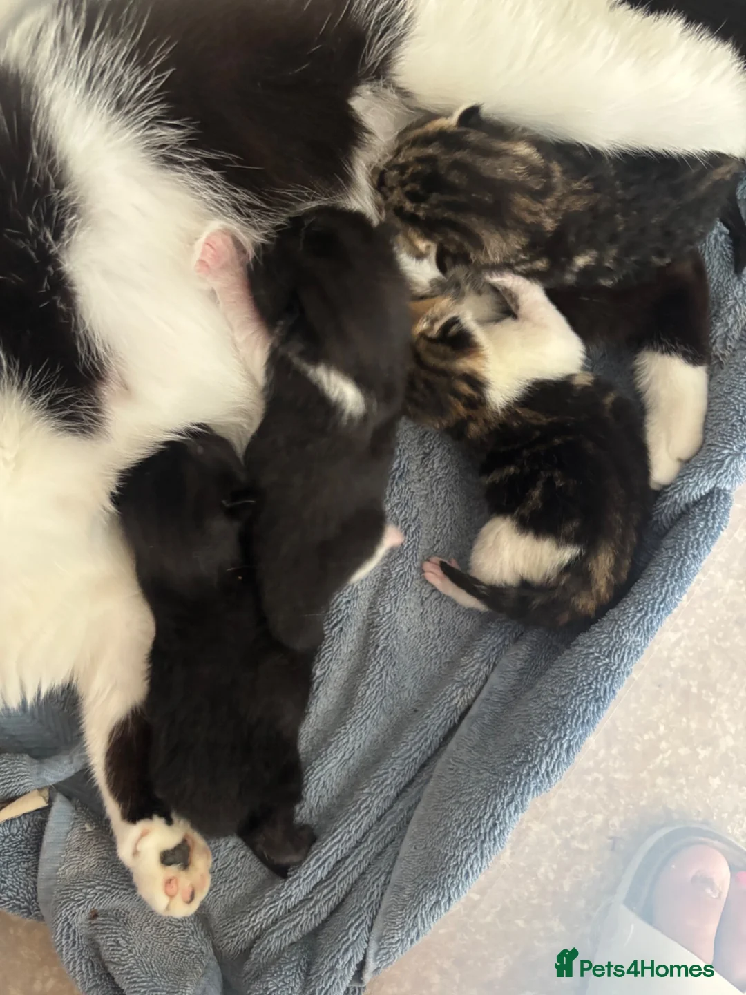 British Shorthair cats for sale: 3girls and one boy kittens  - Advert 2
