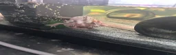 Axolotl reptiles for sale: X2 female axolottle for sale including tank  in Telford - Advert 2
