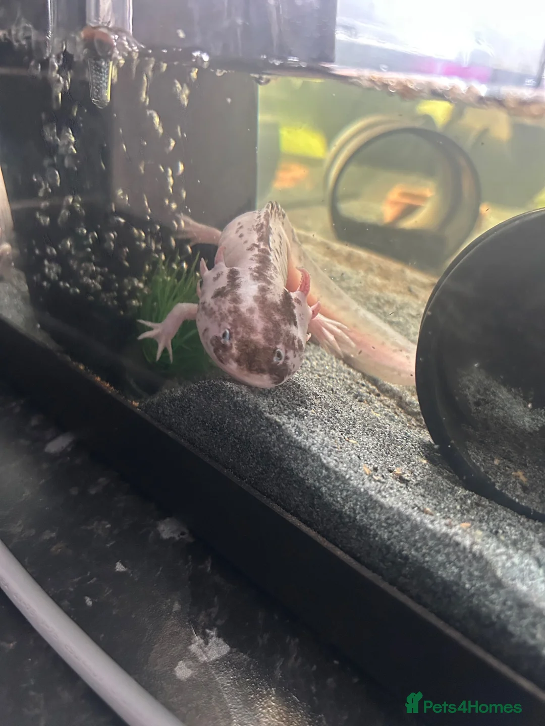 Axolotl reptiles for sale: X2 female axolottle for sale including tank  in Telford - Advert 2