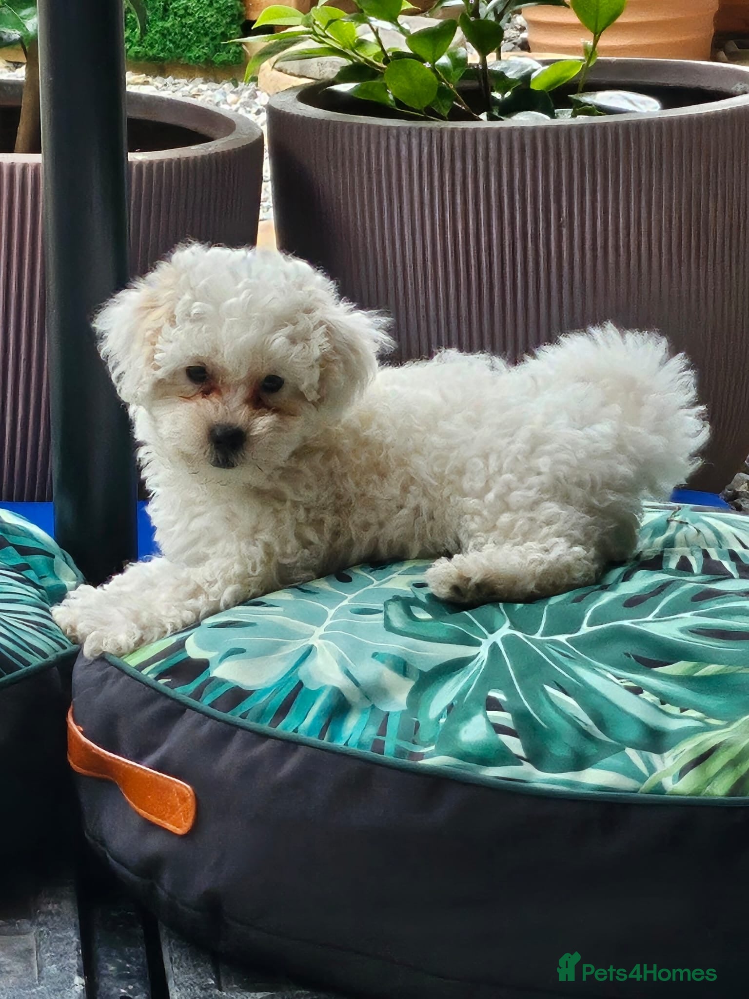 Shihpoo dogs ❤️ Beautiful Shihpoo Boys 🐶 ❤️ - Advert 2