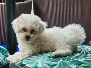 Shihpoo dogs ❤️ Beautiful Shihpoo Boys 🐶 ❤️ - Advert 2