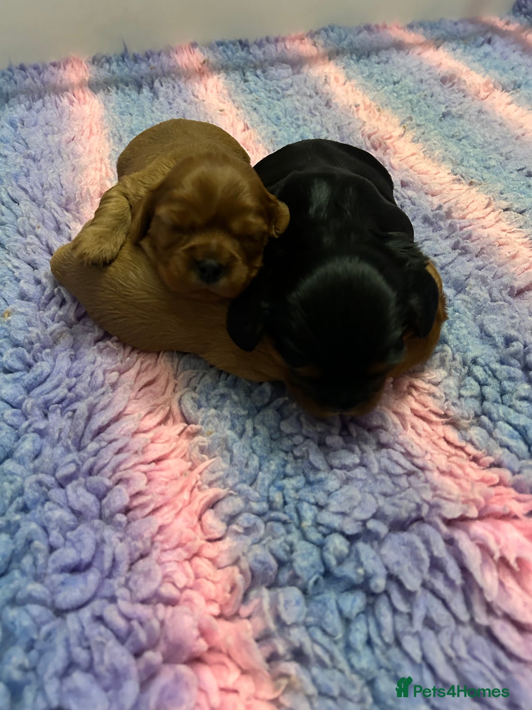 Cavalier King Charles Spaniel dogs for sale: RUBY BOY LEFT -Beautiful KC cavalier King Charles  - Advert 12