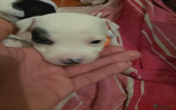 Staffordshire Bull Terrier dogs for sale: Staffie puppies for sale  - Image 5