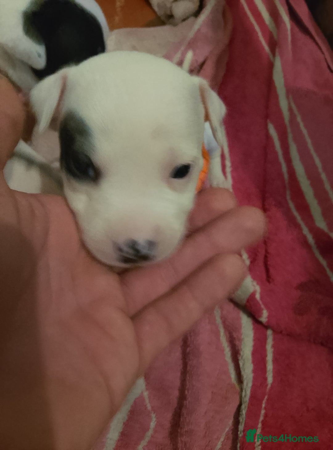 Staffordshire Bull Terrier dogs for sale: Staffie puppies for sale  - Image 5