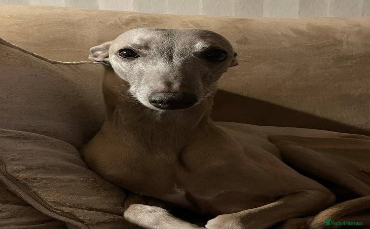 Whippet dogs in Carmarthen - Advert 5