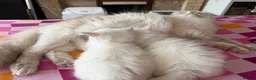 Ragdoll cats for sale: 2 Female Ragdoll Kittens available  - Advert 6