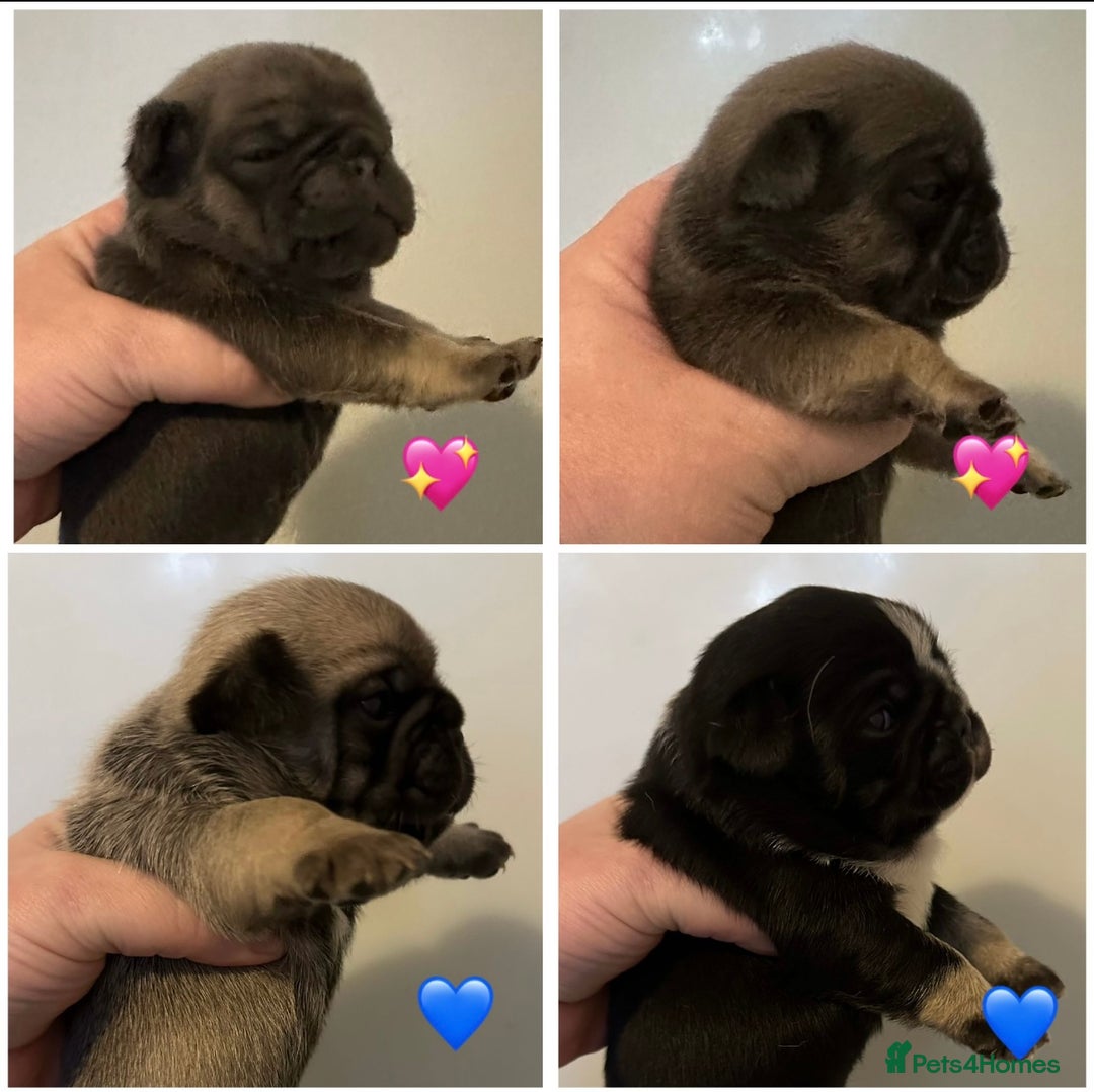 Fawn Pug Vodafone Black Dog Silver Black Pug Silver Pugs For Sale