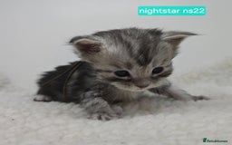 Maine Coon cats for sale: Maine Coon Kittens Silver Imported Shaded Lines - Image 6