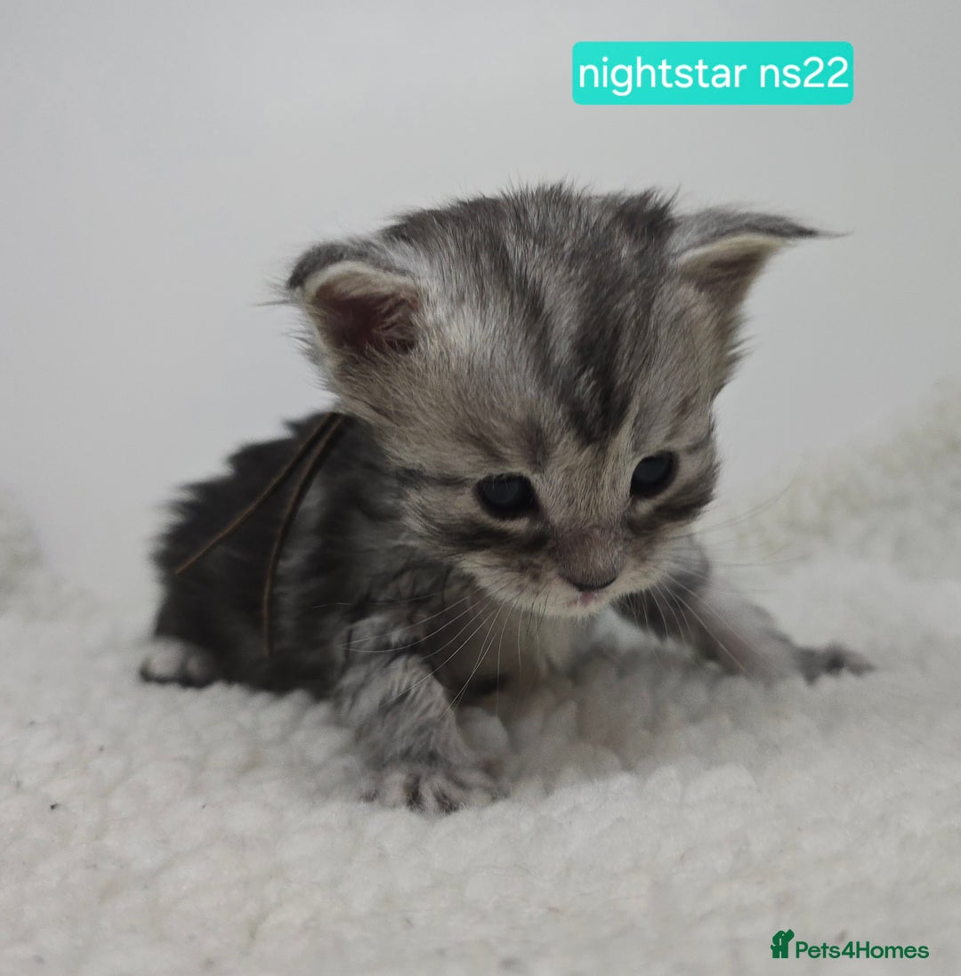 Maine Coon cats for sale: Maine Coon Kittens Silver Imported Shaded Lines - Image 6