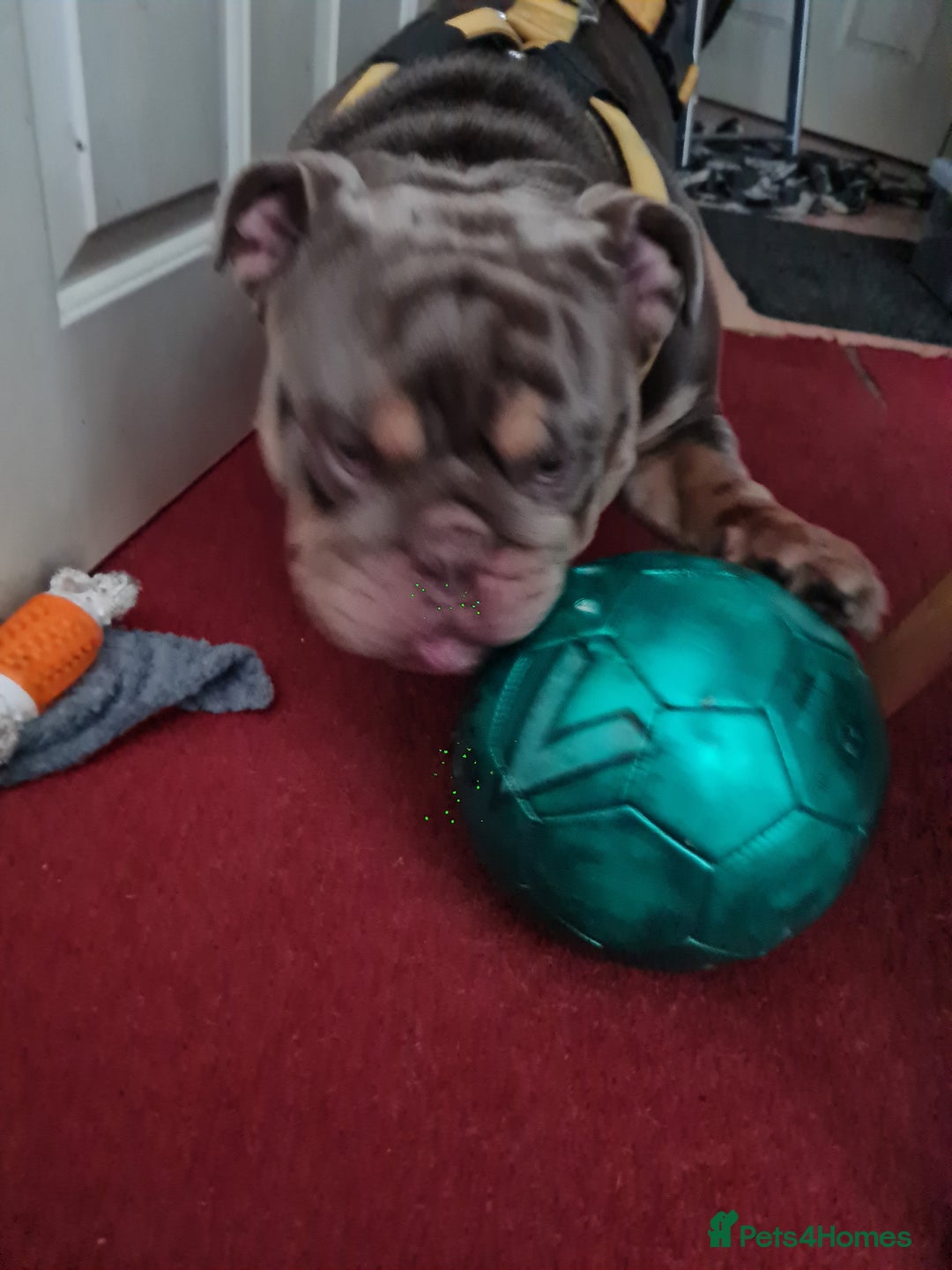 English Bulldog dogs for sale: GHOST - English bulldog  - Image 9
