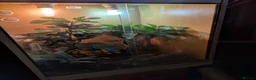 Skink reptiles for sale: Male emerald tree skink  - Advert 5