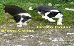Border Collie dogs for sale: Gorgeous Border Collie pups - Image 11