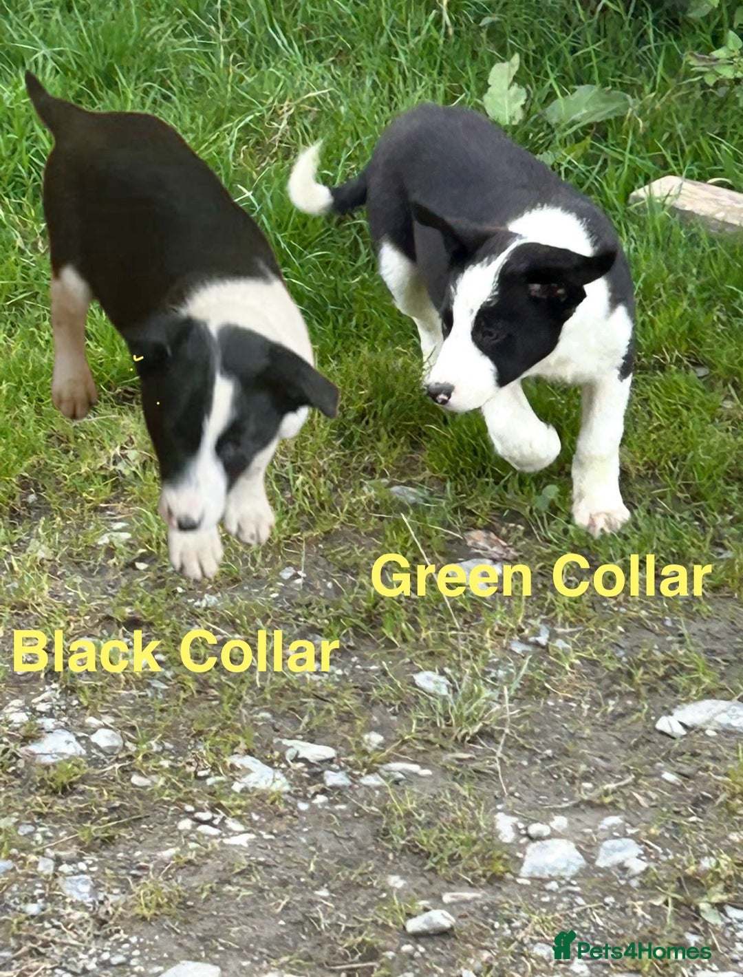 Border Collie dogs for sale: Gorgeous Border Collie pups - Image 11