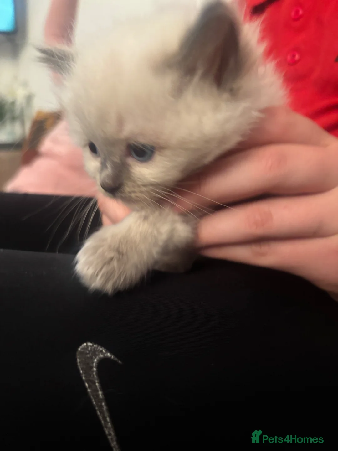 Ragdoll cats for sale: Ragdoll kittens 🐱  in Galston - Advert 5