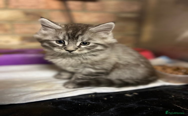 Maine Coon cats - Advert 7
