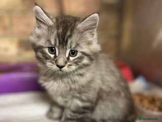 Maine Coon cats - Advert 2