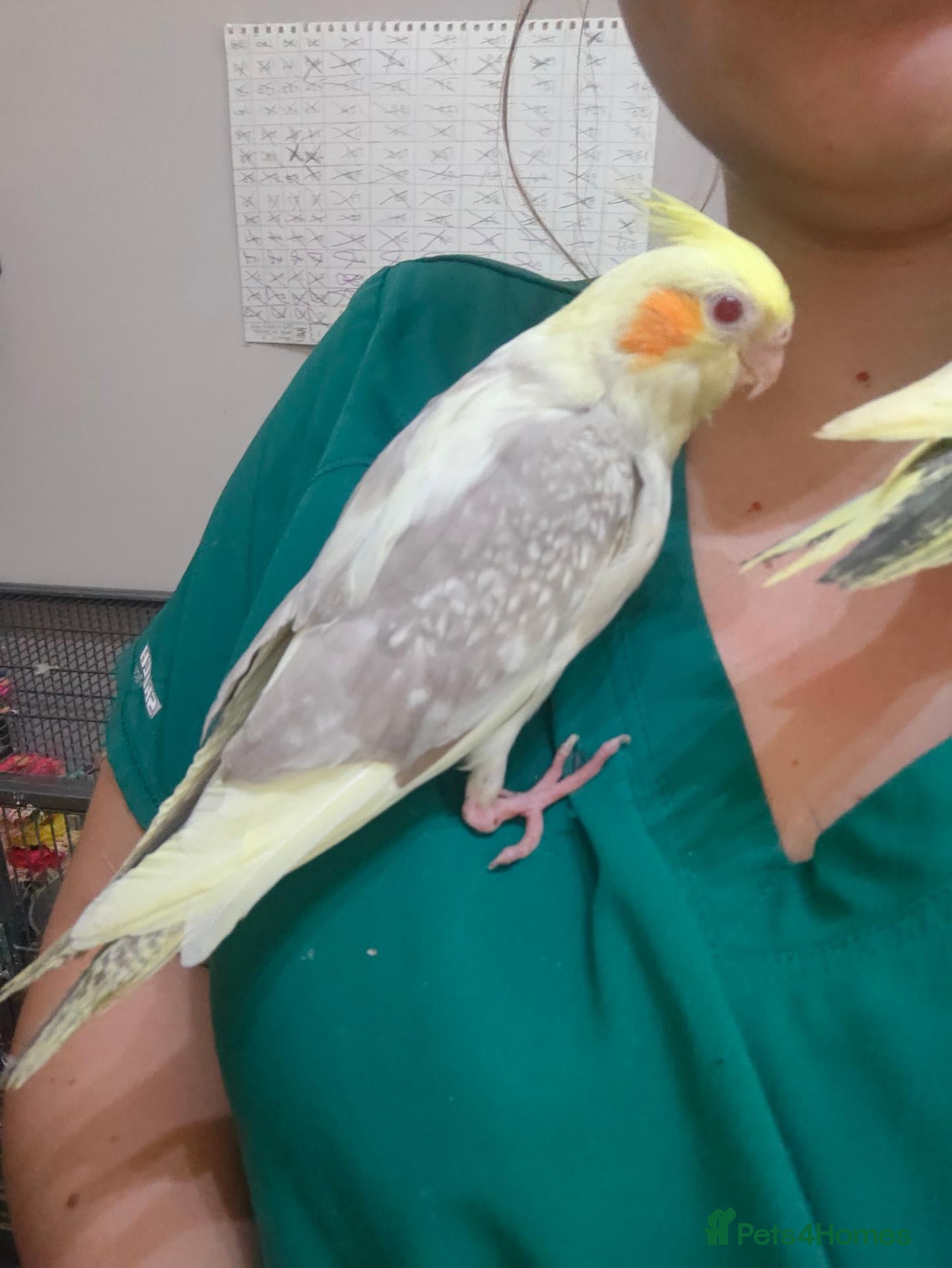 Cockatiels birds Cockatiels Hand reared fully tame and lovely birds - Advert 1