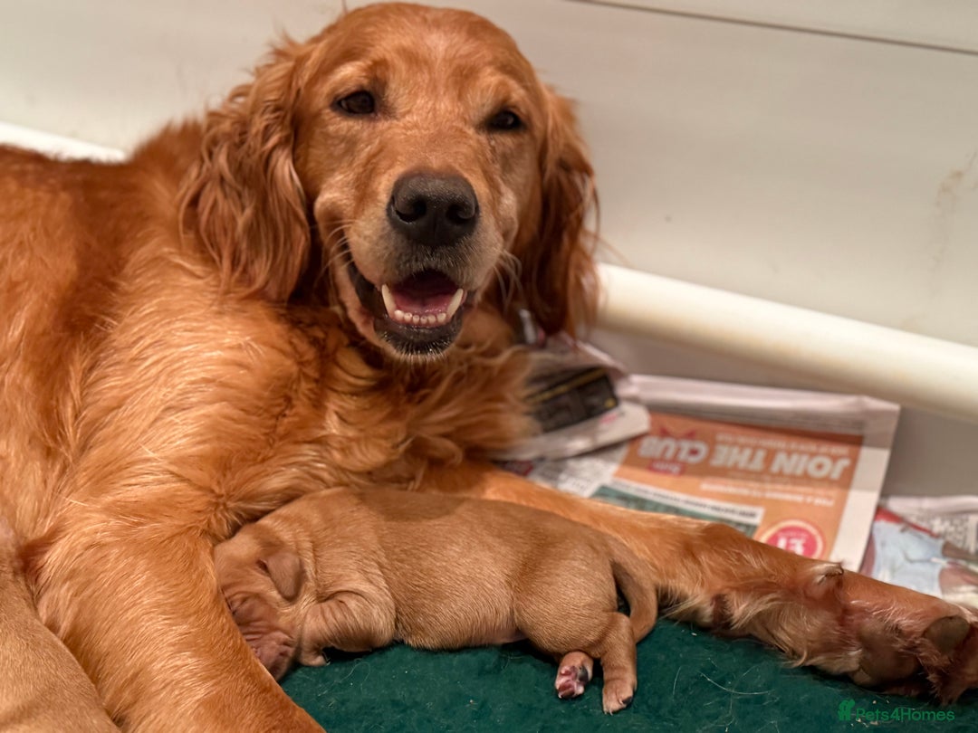Golden Retriever dogs for sale: KC Working Golden Retriever Pups - Advert 2