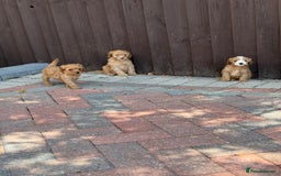 Cavapoo dogs for sale: F1B cavapoo puppies - Image 8