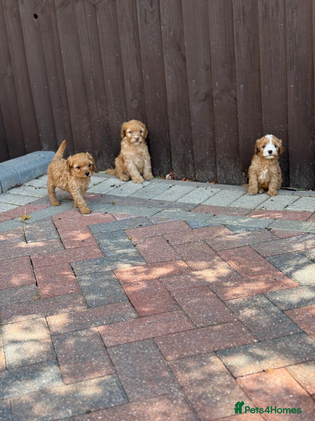 Cavapoo dogs for sale: F1B cavapoo puppies - Image 8