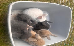 Mini Lion Lop rabbits for sale: Mini lop - Image 31
