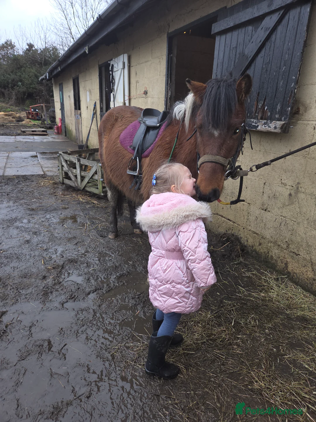 Dartmoor horses for sale: Beautiful 12,2 gelding  - Advert 5