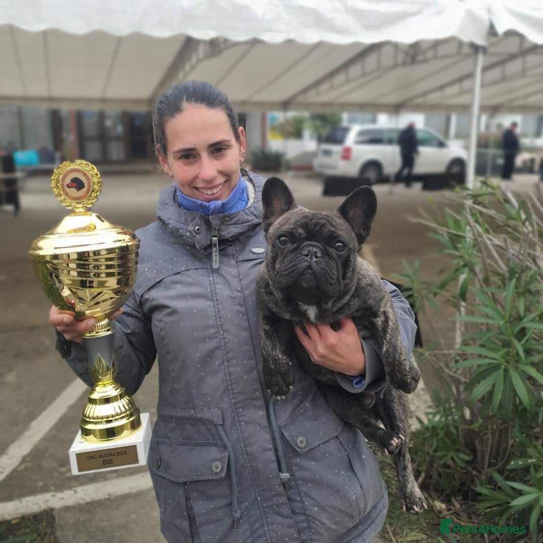 French Bulldog dogs for stud: INTERNATIONAL CHAMPION French Bulldog for STUD - Advert 14