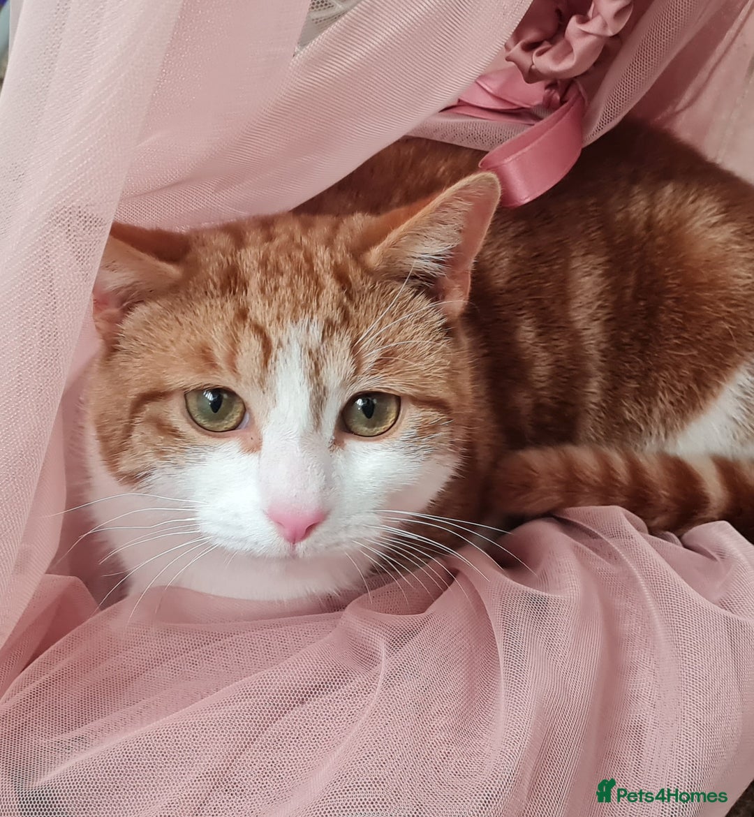 Mixed Breed cats for sale: 2 ginger cats looking for a home (for free) - Advert 4