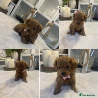 Maltipoo dogs ♦️ Luxury Tiny Asian Maltipoo • DNA Tested - Advert 1